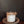 Load image into Gallery viewer, Palm
